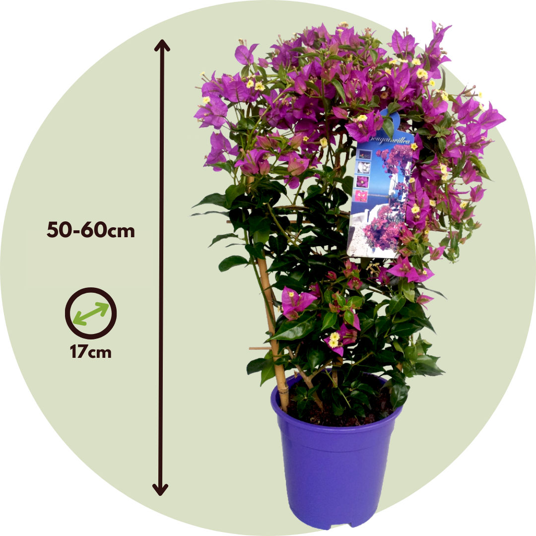 Buganvilla - Bougainvillea 'alexandra' - Altura 50-60cm - ⌀17cm_2