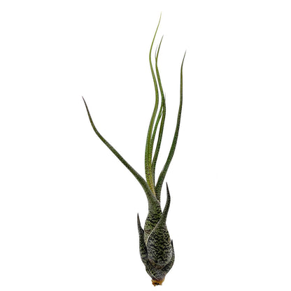 Tillandsia Butzii 16cm Largo_0