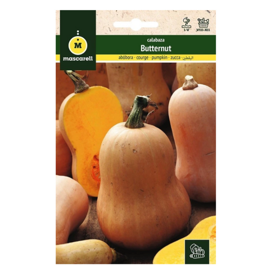 Semillas Calabaza Violin (butternut)_0