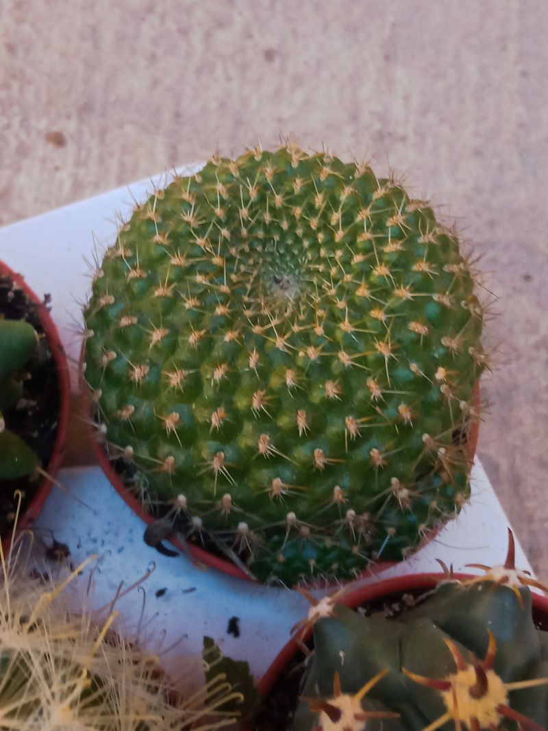 Rebutia Sp Planta Cactus Ø5 Cm_0