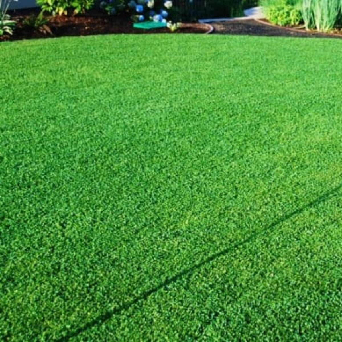 Semillas Para Césped Especializadas Por Uso Y Zona Saco 25 Kg (750 M2) / Crecimiento Rápido_2