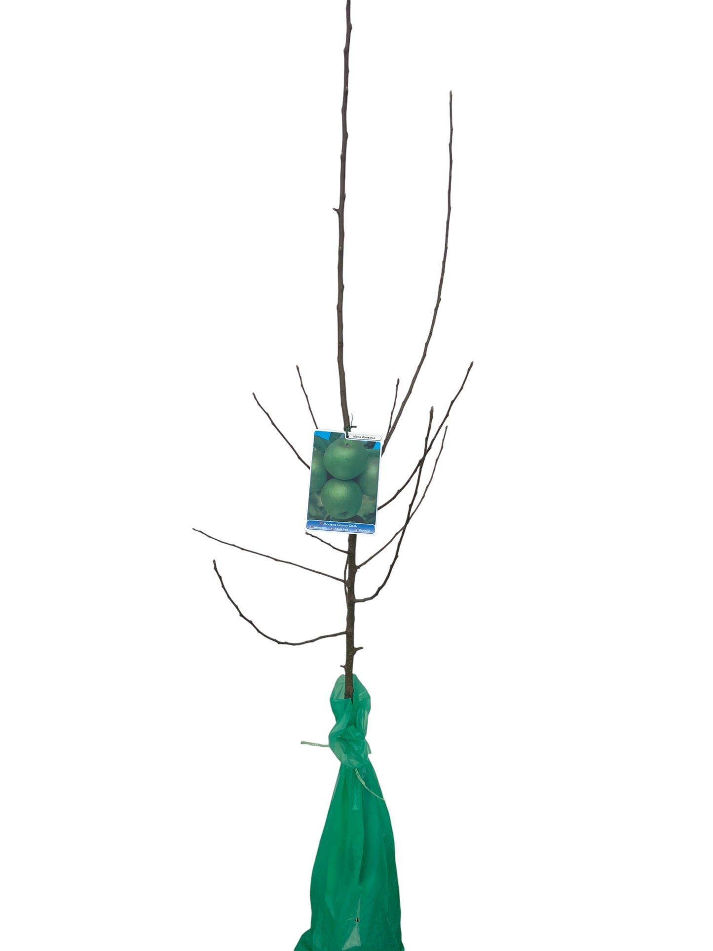 Frutal Manzano Grany Smith Cepellón 140 CM_0