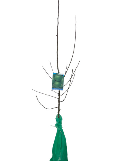 Frutal Manzano Grany Smith Cepellón 140 CM_0