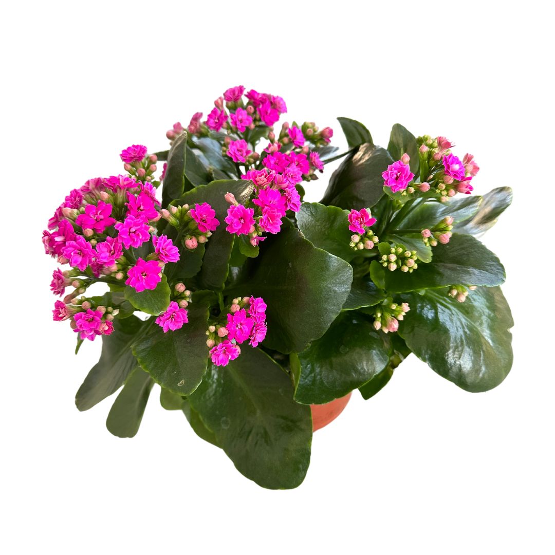 Kalanchoe Flor De La Fortuna (kalanchoe Blossfeldiana) Maceta De 9cm_0