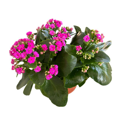 Kalanchoe Flor De La Fortuna (kalanchoe Blossfeldiana) Maceta De 9cm_0