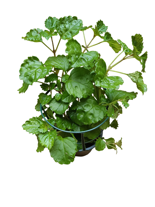 Planta Del Dinero Plectranthus Ø14 Para Interior_0