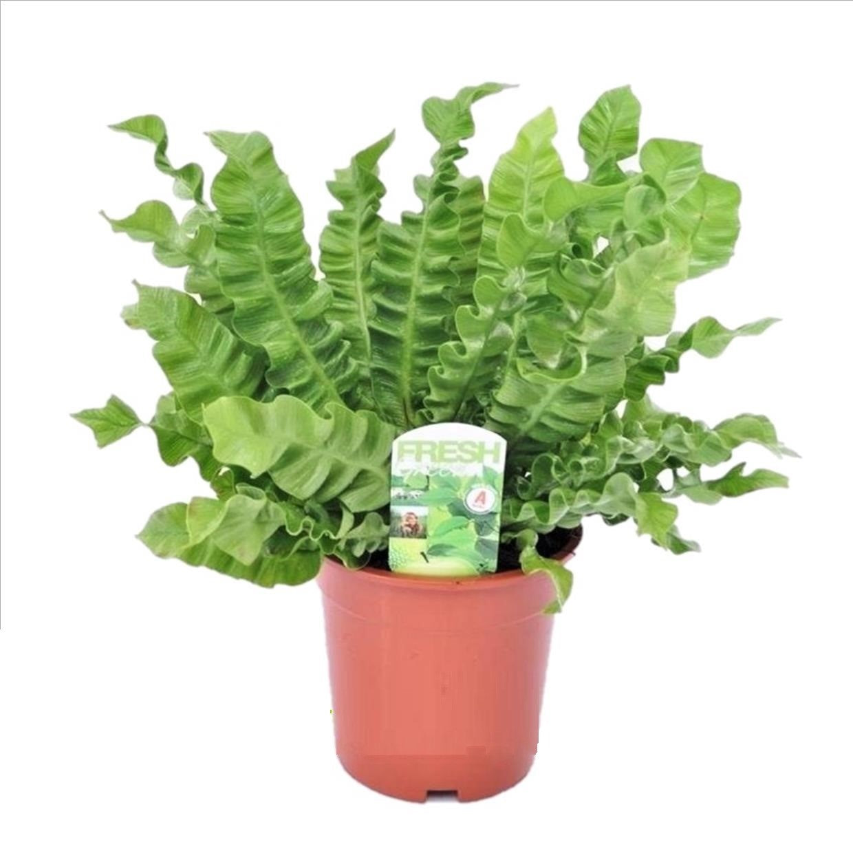 Helecho Nido De Ave - Asplenium Nidus 'crispy Wave' - Altura 40-50cm - ⌀17cm_0