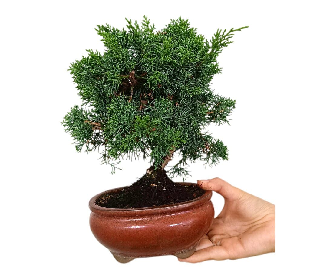Bonsái Juniperus Chinensis 12 Años (enebro)_0