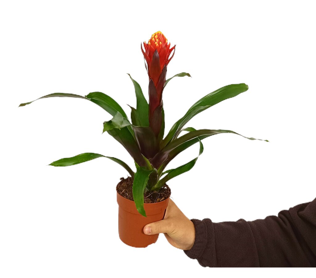 Guzmania Happyness M12_0