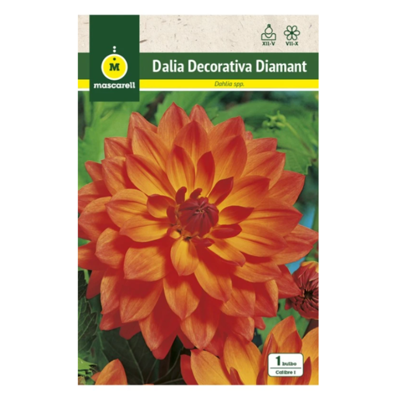 Bulbo Dalia Diamant Naranja_0