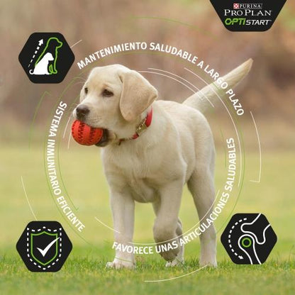 PRO PLAN Frango Grande Robusto e Equilibrado para Cachorros 12kg