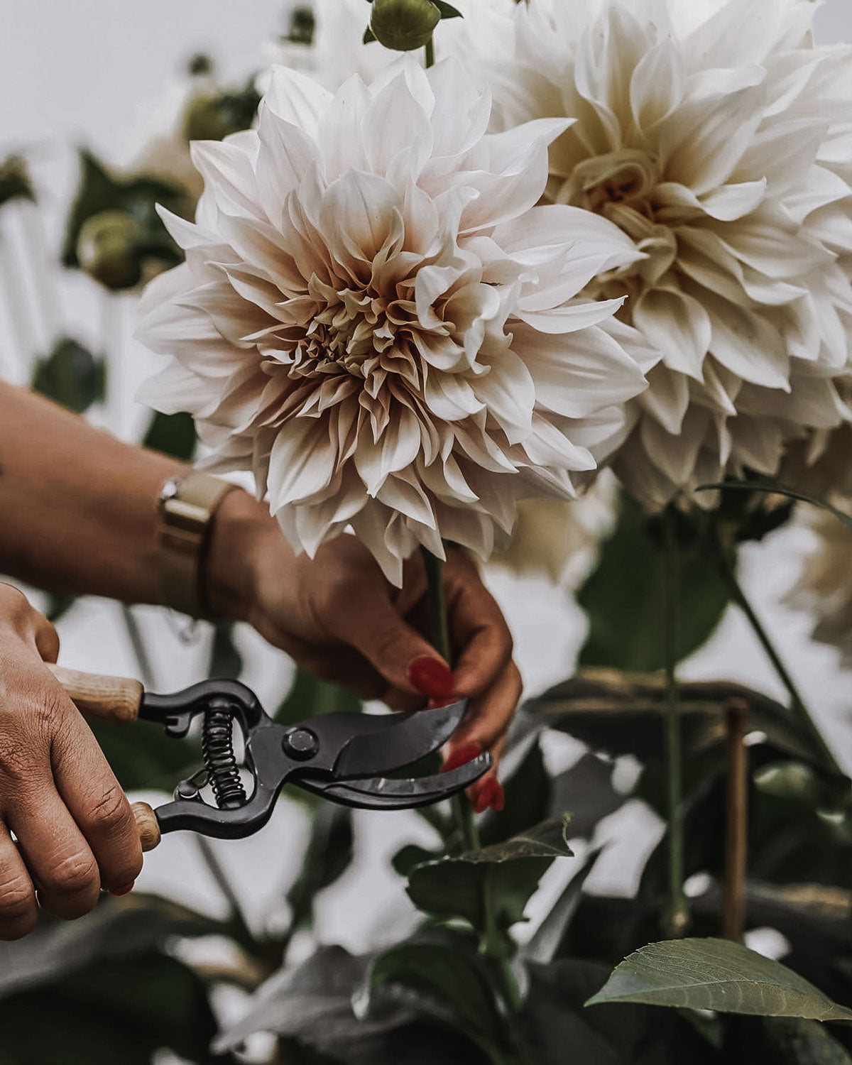 Tijera De Podar Exclusive - Fresno, Metal, Negro, 21 Cm_4