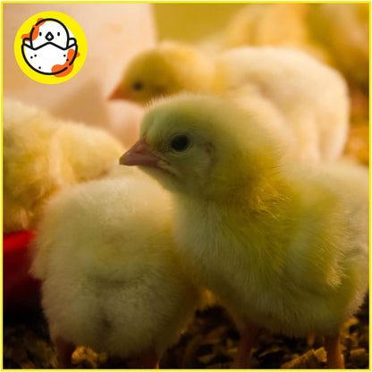Pienso ECOLÓGICO para Pollitas Crecimiento 20kg – Alimentación Natural y Equilibrada_4