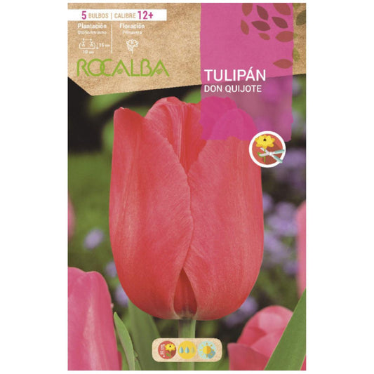 Bolbo de Tulipa Rosa Dom Quixote 5 peças Rocalba