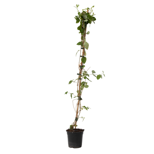 Madreselva - Lonicera X Heckrotti 'american Beauty' - Altura 110-120cm - ⌀17cm_0