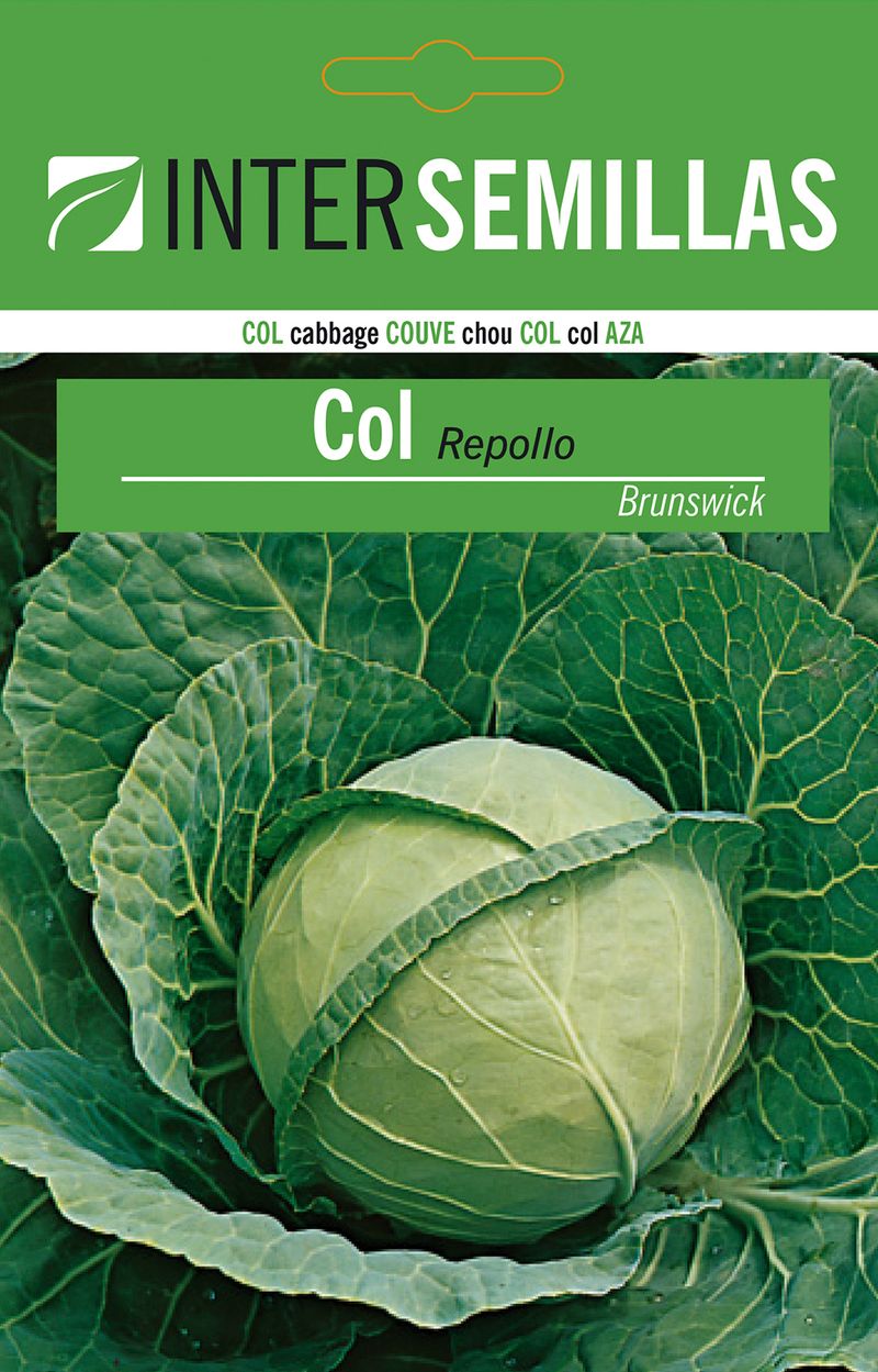 Sobre De Semillas Col Repollo Brunswick_0