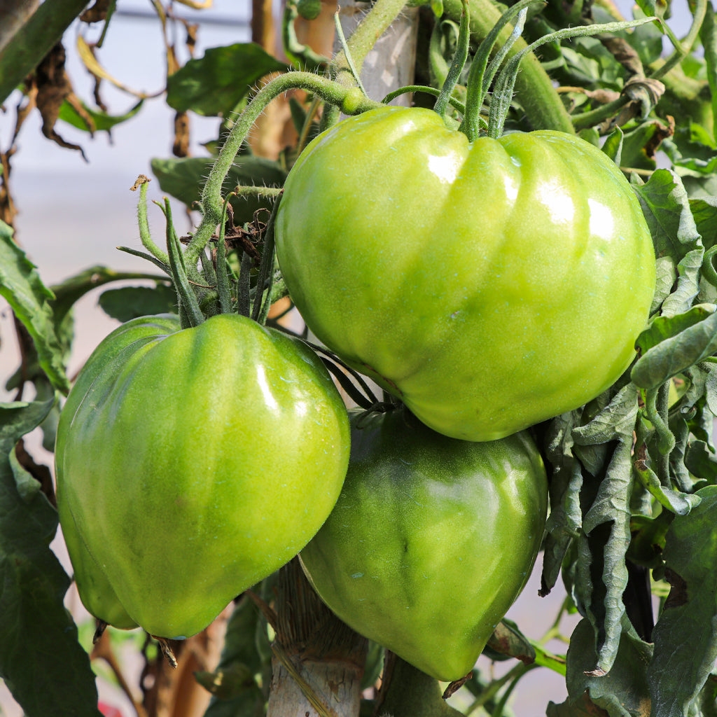 Plantón Tomate Cor De Bou 2 Unidades - Plantabo_2