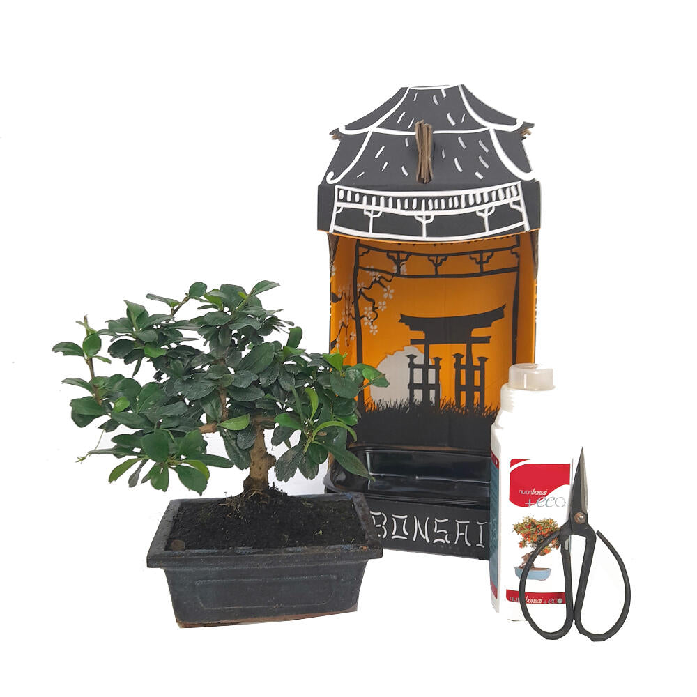 Pack Iniciación Bonsai Carmona 5 Años (incluye Tijeras Y Abono)_0