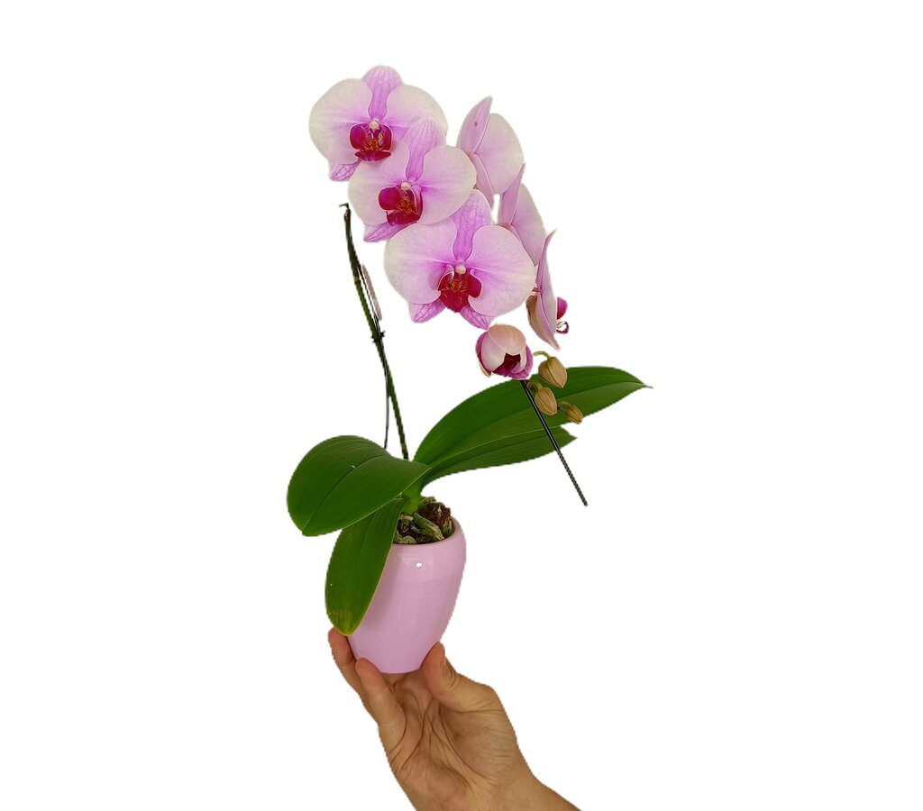 Phalaenopsis Mini Cerámica M7_0