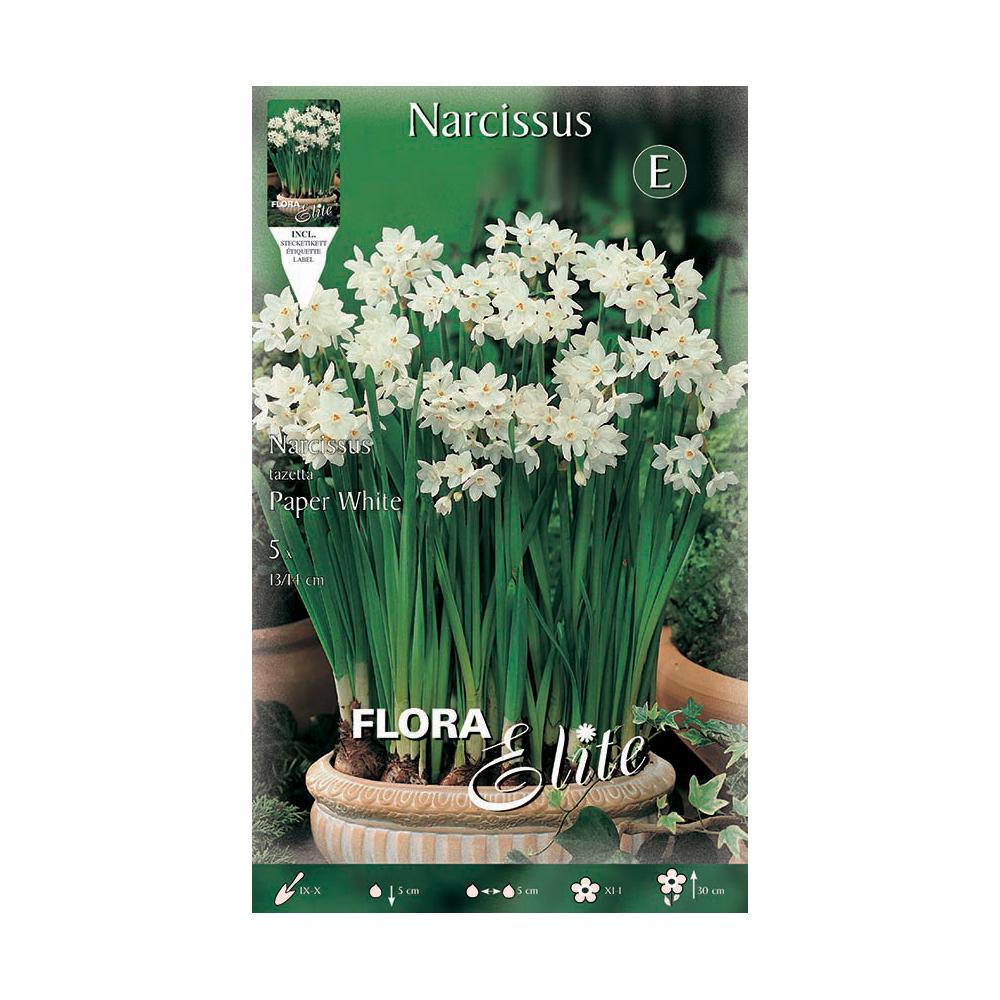 Elite Narciso Tazeta Paperwhite Bolbos, 5 unidades