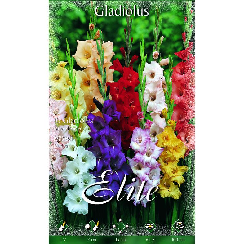 Mistura de bolbos de gladíolo 10 unidades