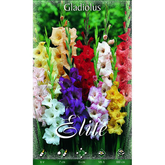 Mistura de bolbos de gladíolo 10 unidades