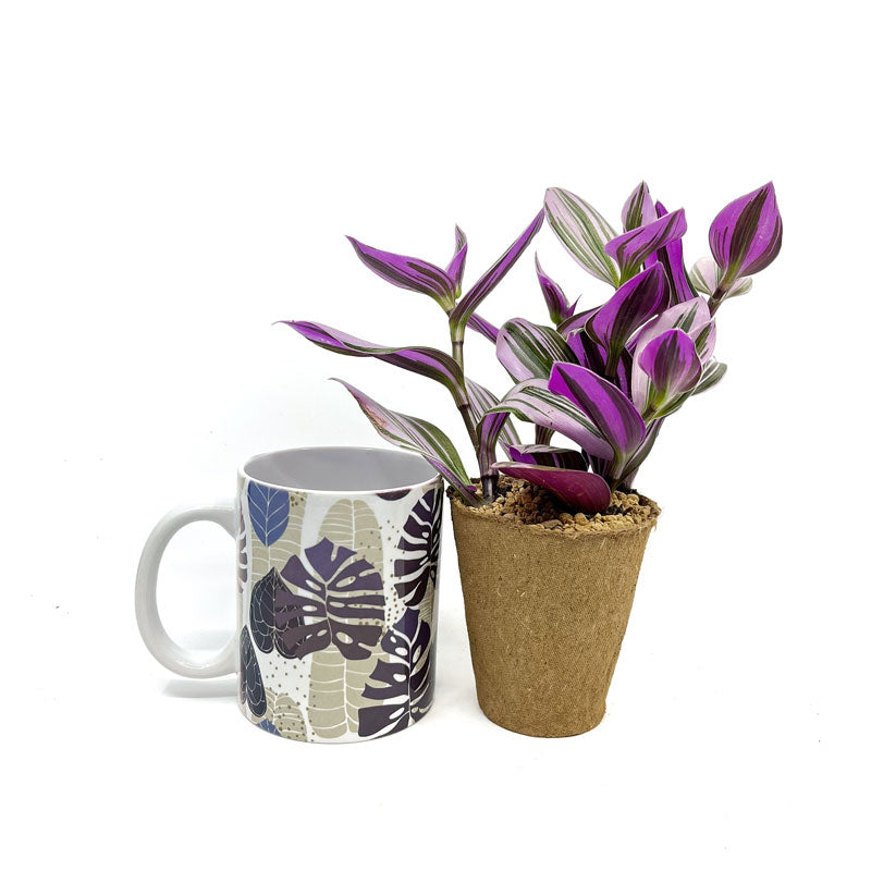 Pack Regalo Dia Del Padre Taza Monstera + Planta_1