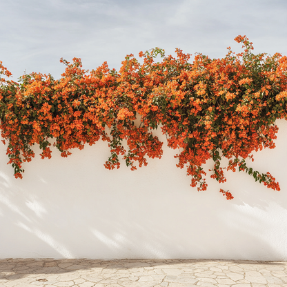 Buganvilla - Bougainvillea 'dania' - Altura 50-60cm - ⌀17cm_4