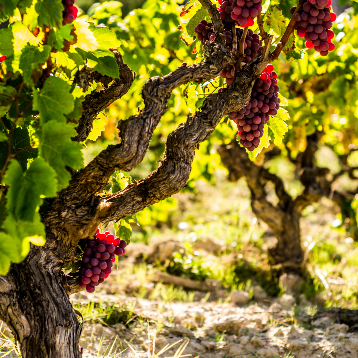 Planta De Uva - Vitis Vinifera ‘vanessa’ - Altura 60-75cm - ⌀21cm_1