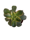Planta Suculenta Aeonim Kiwi Ø5