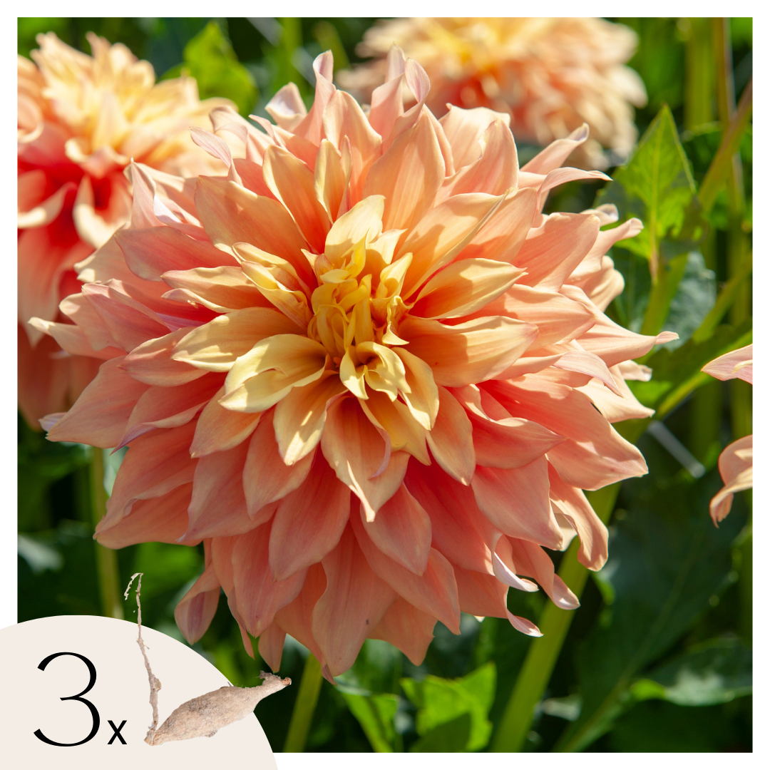 Tubérculos De Dalia - 3 Pzs - Dahlia 'tyrell' - Verde_0