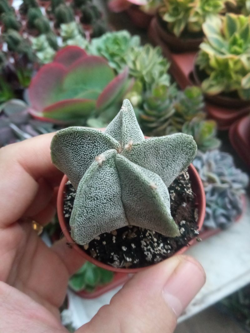 Astrophytum Myrostigma Planta Suculenta_0