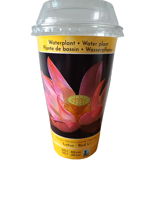 Loto Variedad Red Li Planta Acuatica Semilla Para Plantar_0