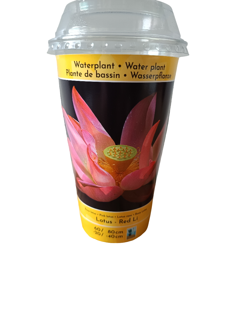 Loto Variedad Red Li Planta Acuatica Semilla Para Plantar_0