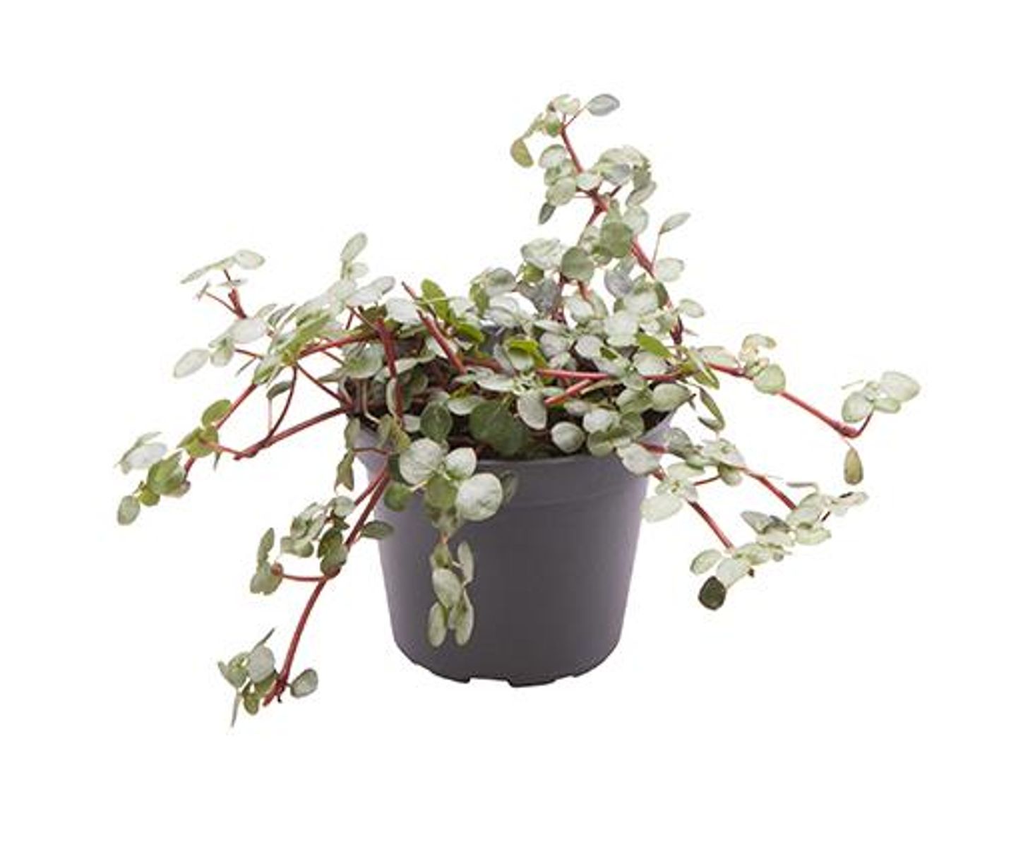 Planta Pilea Glaucophyllas Greyzey De Interior Mini Ø5 Cm_0