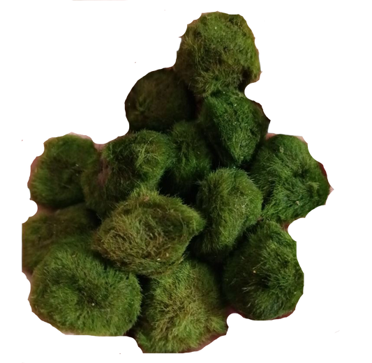 Lote 10 Bolas Marimo Moss Cladophora 2-3 Cm_0