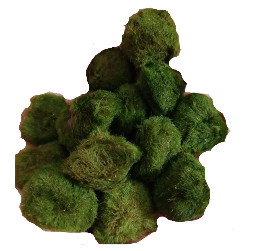 Lote 10 Bolas Marimo Moss Cladophora 2-3 Cm_0