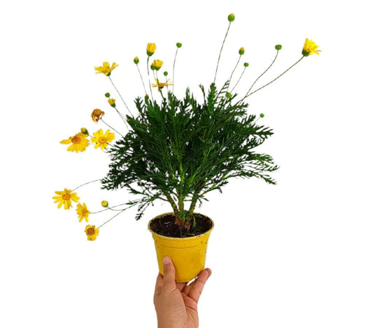Euryops M13_0
