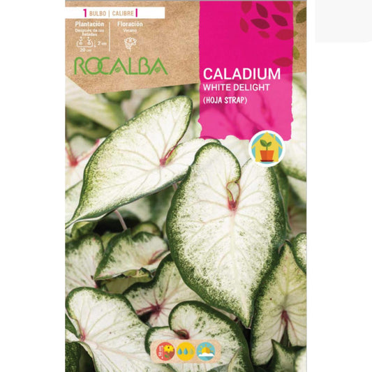 Caladium White Delight Folha de tira verde e branca