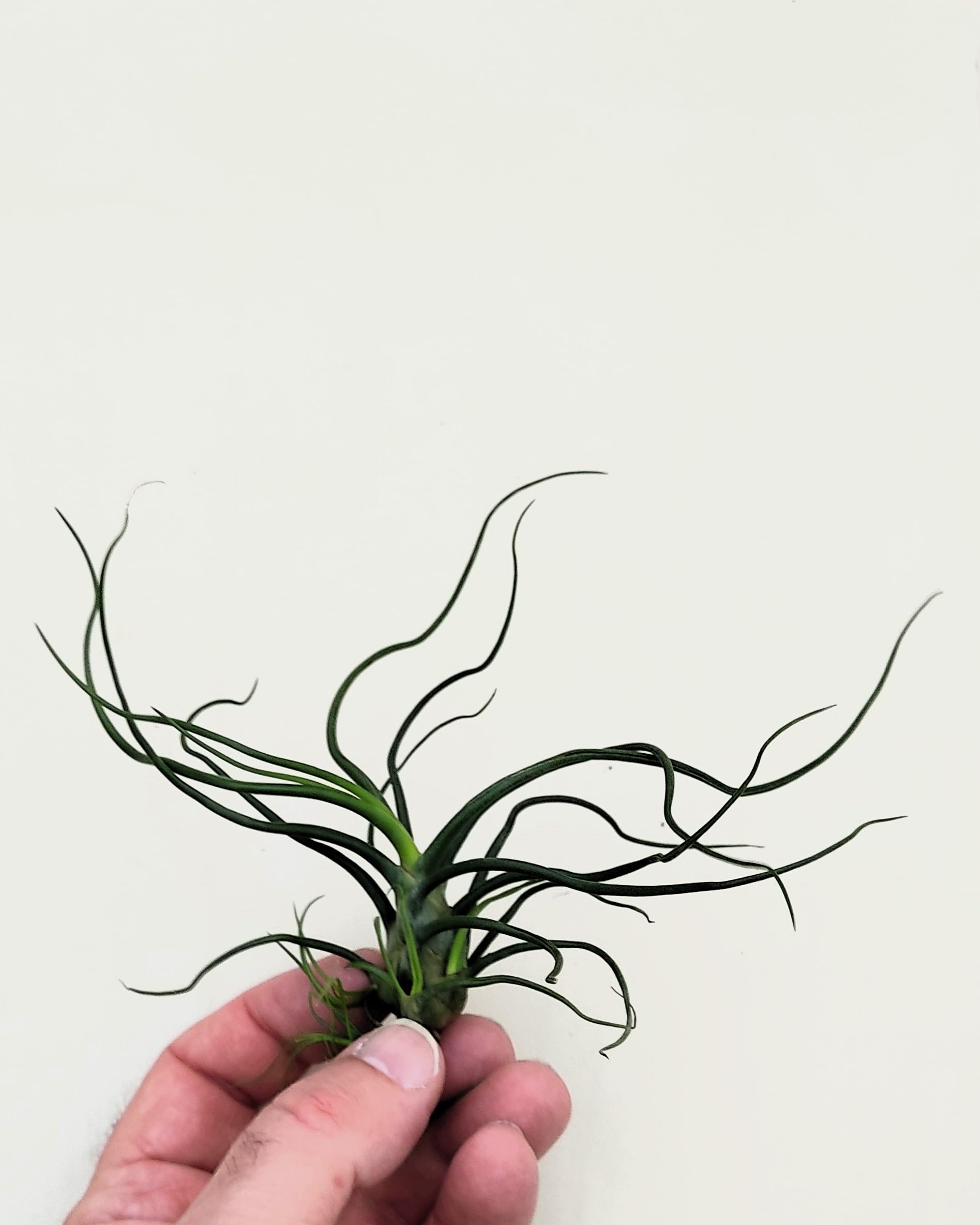Tillandsia bulbosa; planta del aire verde; Curiosarium; altura 8-12 cm, diámetro 10-15 cm_3