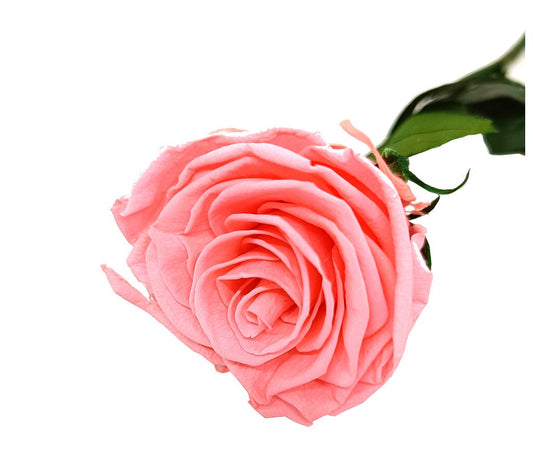 Mundo Eterno Rosa Preservada Rosa 55cm_0