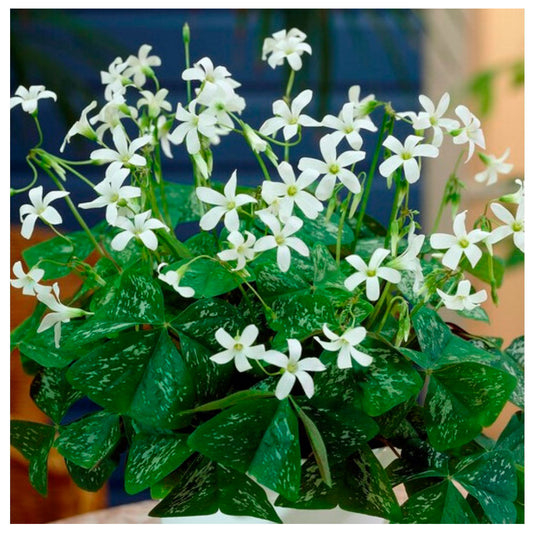 10 Bulbos De Oxalis Triangularis Variedad Irish Mist Planta Mariposa_0