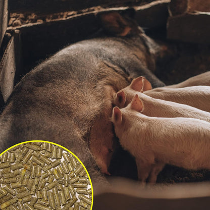 Pienso ECOLÓGICO para Cerdas Lactantes 20 kg – Comida Nutritiva y Natural para Producción de Leche Óptima Energía_4