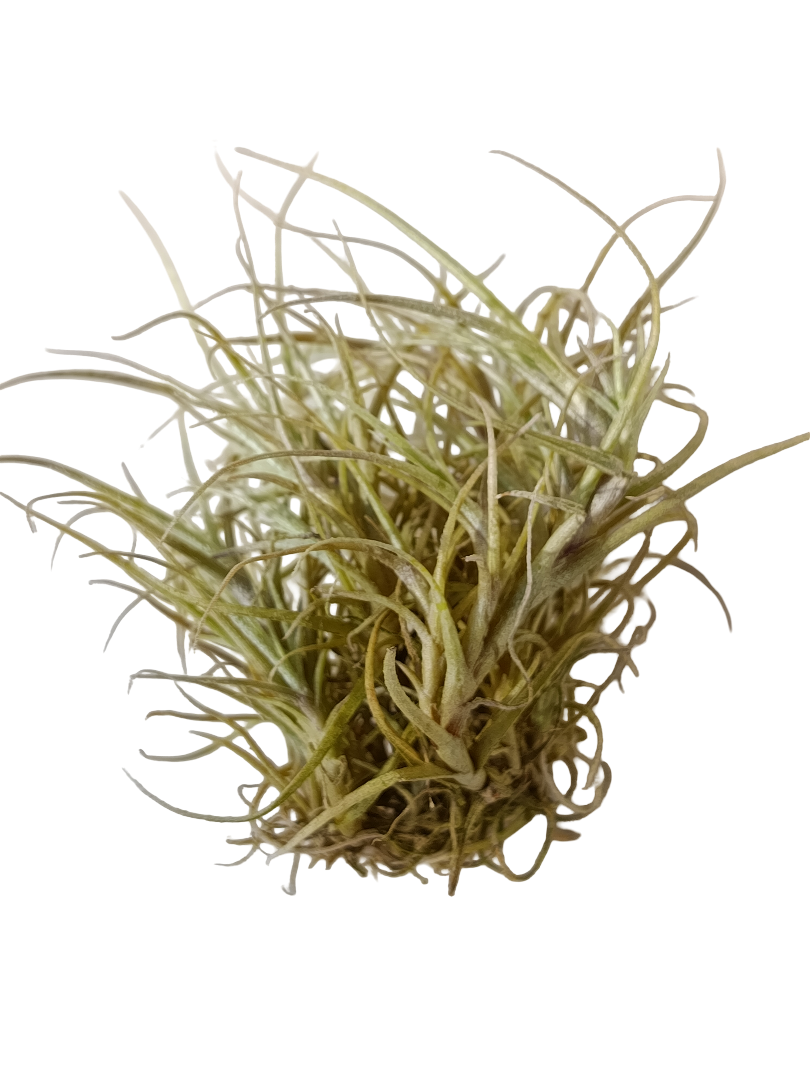 Tillandsia Marconae Plantas De Interior Naturales Colgante_0