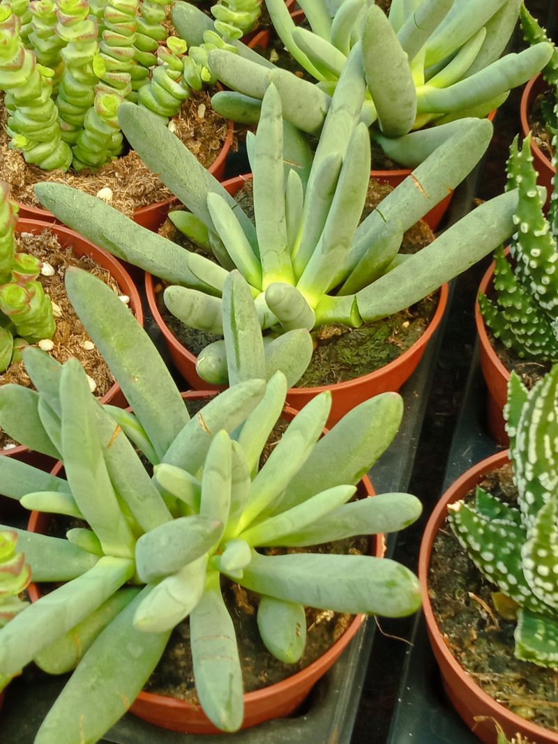 Cylindrophyllum Comptonii Planta Suculenta 8 Cm_0