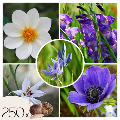 Mezcla De Bulbos De Flor Azul - 250 Pzs - Bulbos De Flores - Azul_0