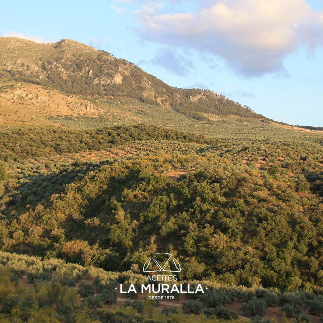 Cortijo La Muralla | Aceite De Oliva Virgen Extra | Variedad Arbequina | Botella 2 L (caja De 2)_4