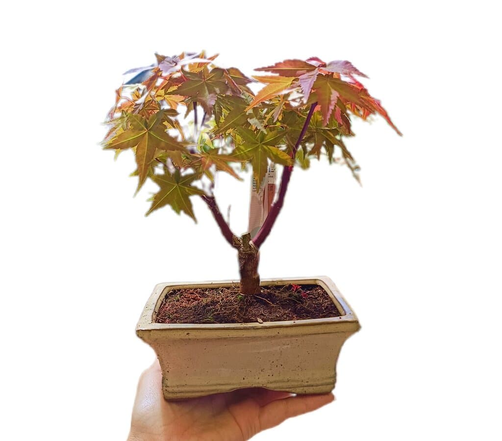 Bonsai Acer M15_0