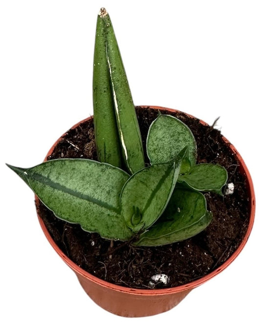Planta Natural Sansevieria 'rookie' 1 Ud Ø 6 Alt. 5_0