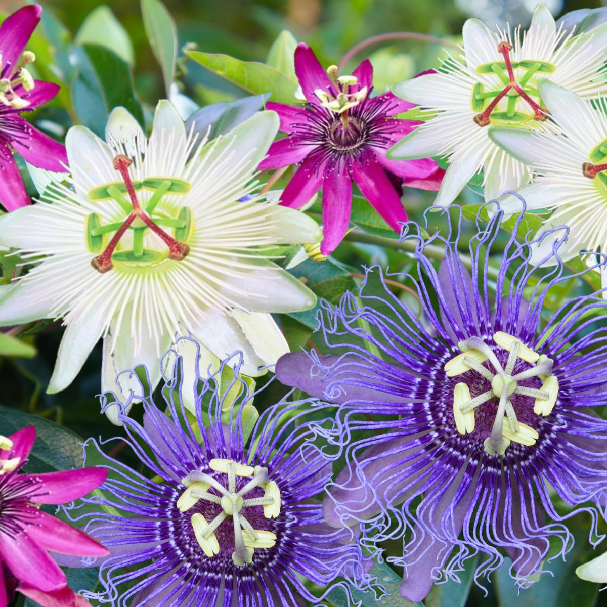 Granadilla - 3 Pzs - Passiflora Hybridum - Altura 25-40cm - ⌀9cm_1